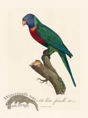 Barraband Parrot 025